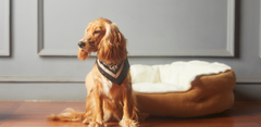 Pet Care